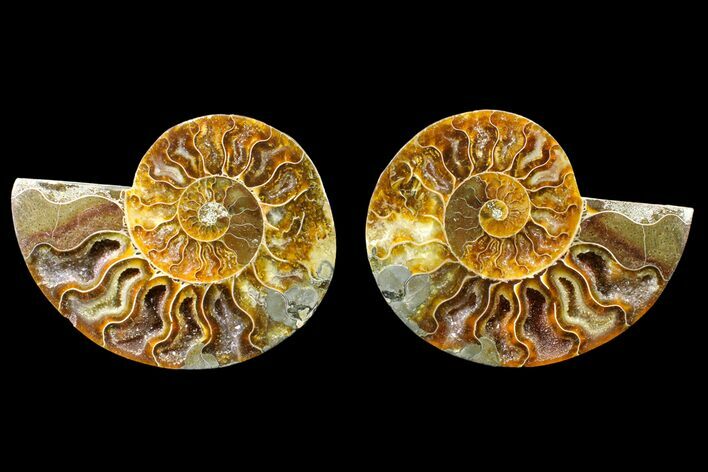 Agate Replaced Ammonite Fossil - Madagascar #150929